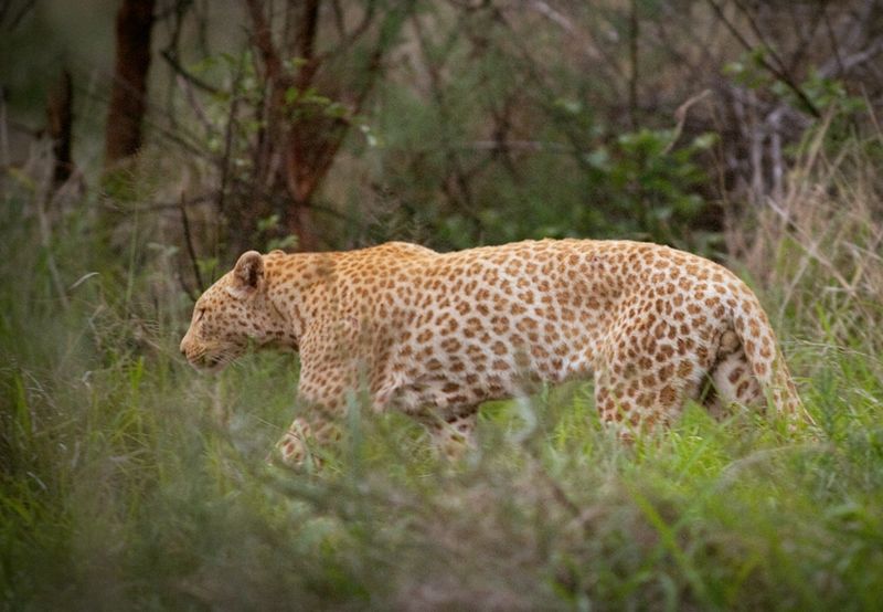 Strawberry Leopard