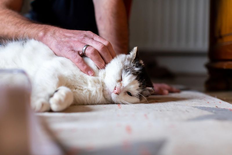 Stress-Busting Purr Machines