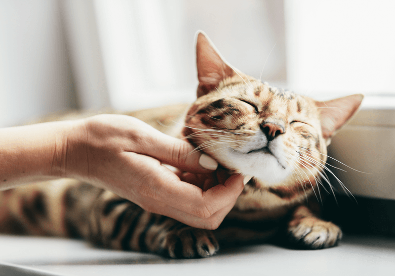 Stress-Busting Purr Therapy