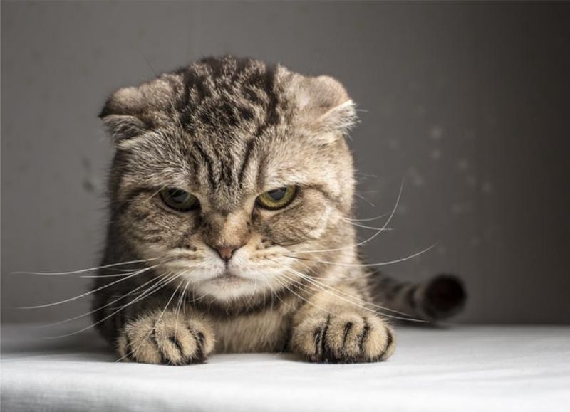 Sudden Aggression or Fear