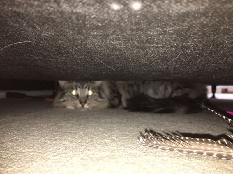 Sudden Aggression or Hiding