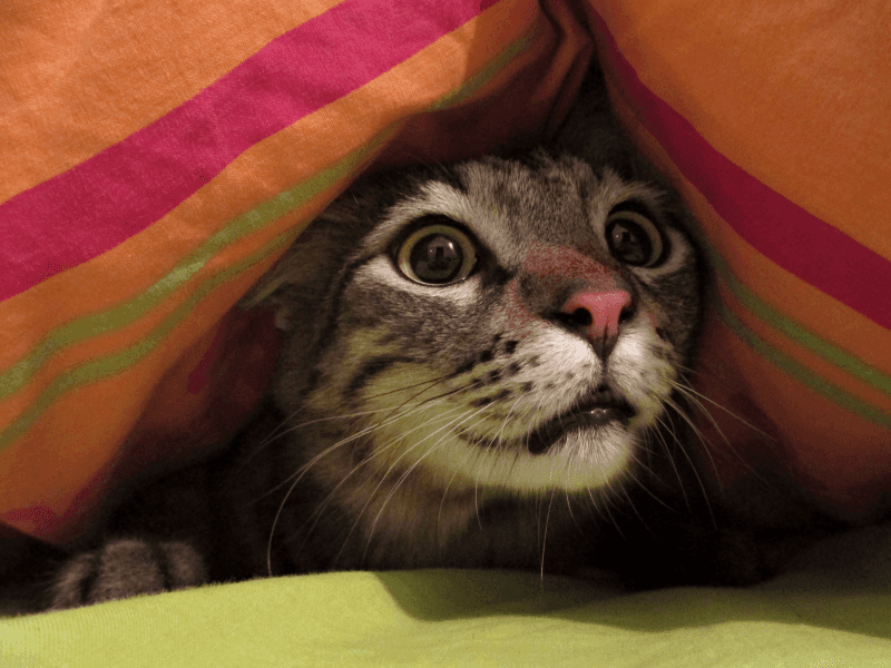 Sudden Fearfulness