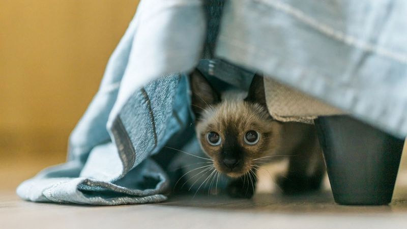 Sudden Hiding