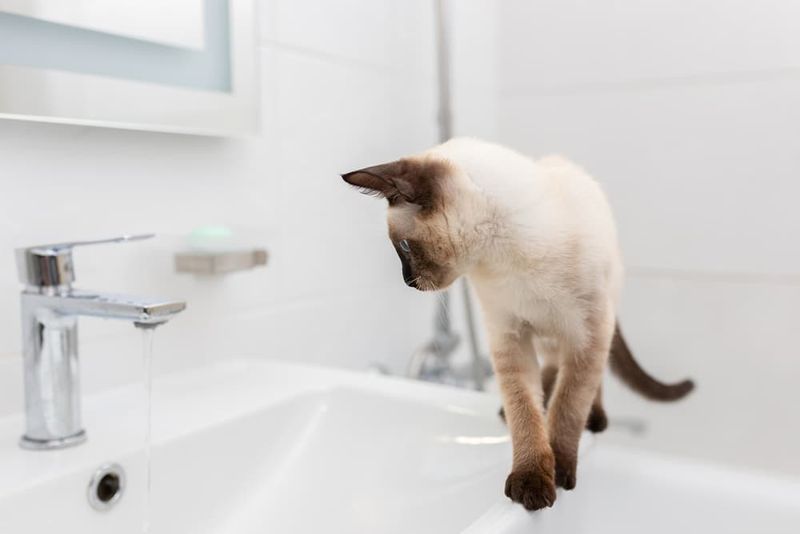 Sudden Interest In Your Bathroom Activities