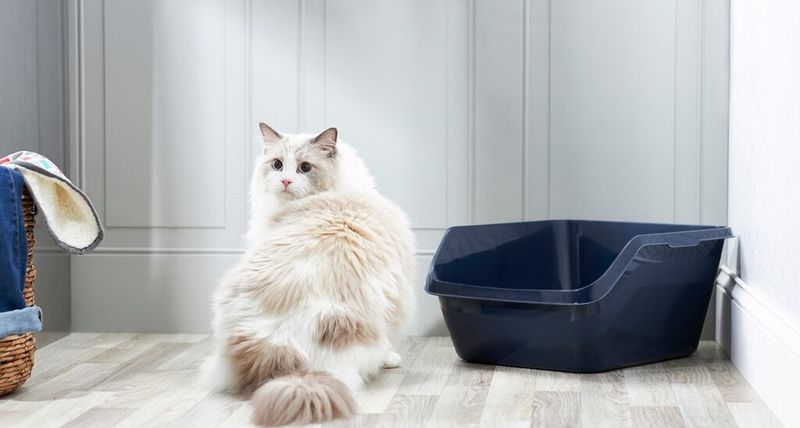 Sudden Litter Box Avoidance