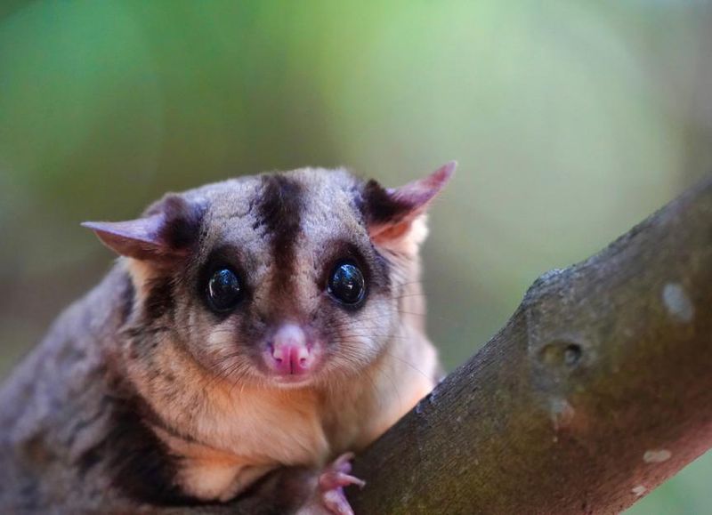 Sugar Gliders
