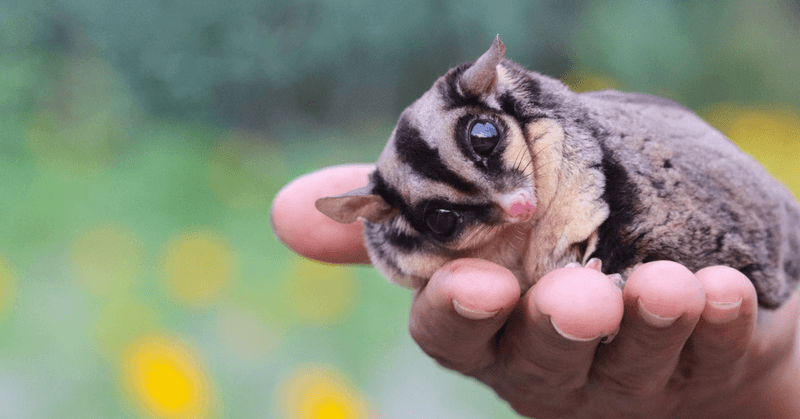 Sugar Gliders
