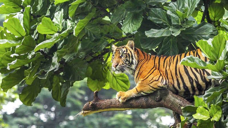 Sumatran Tiger Population Decline
