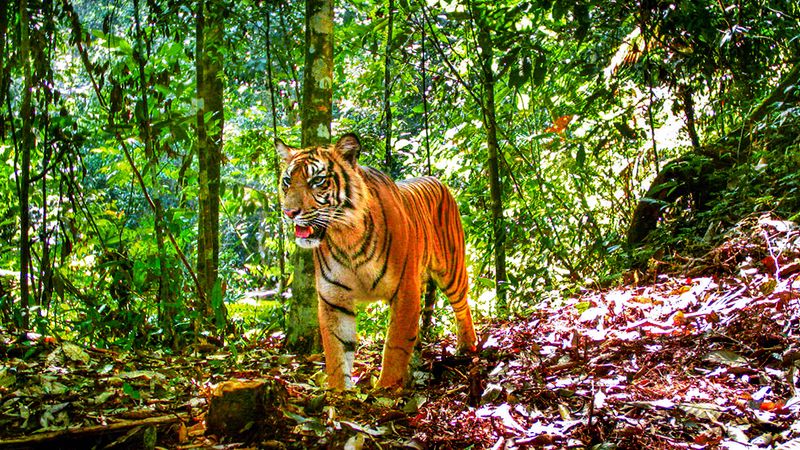Sumatran Tiger