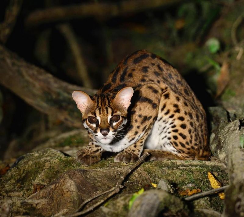 Sunda Leopard Cat