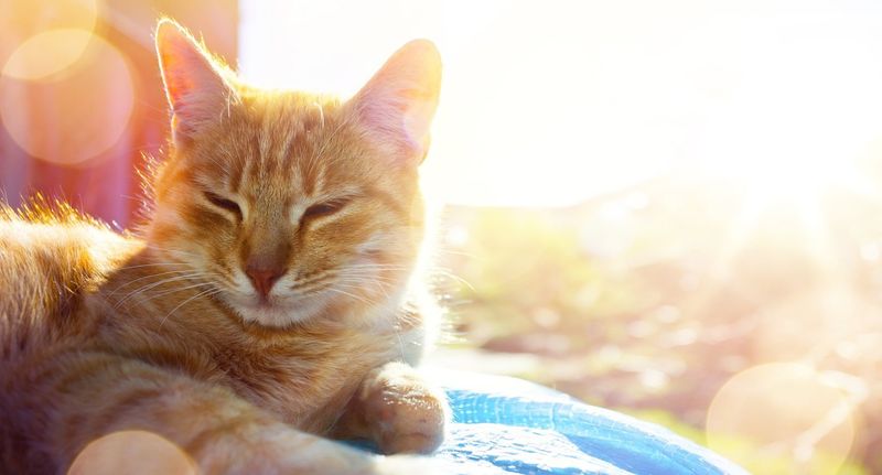 Sunshine Basking Spots