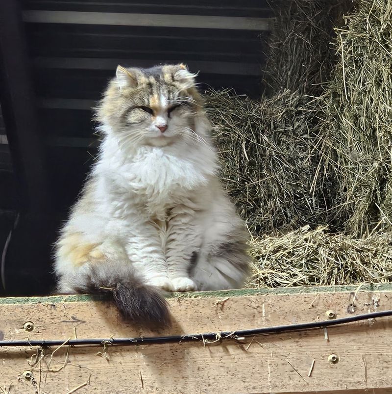 Supervising Your Activities From Nearby