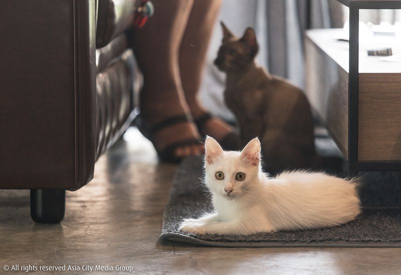 Support Cat Cafés with a Purpose in Southeast Asia