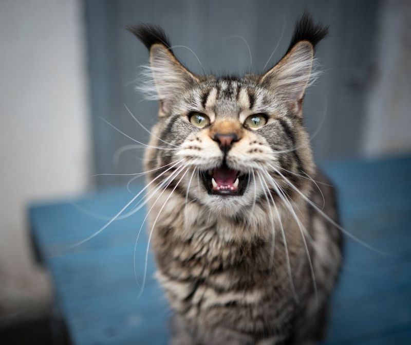 Surprising Vocalization