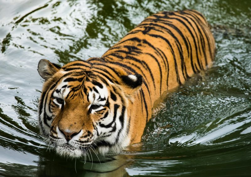 Swimming Skills