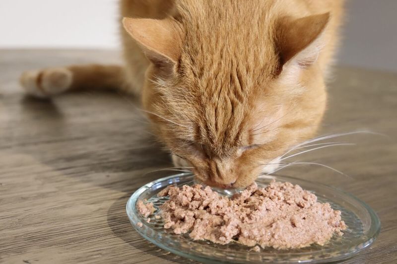 Switch to Hypoallergenic Food