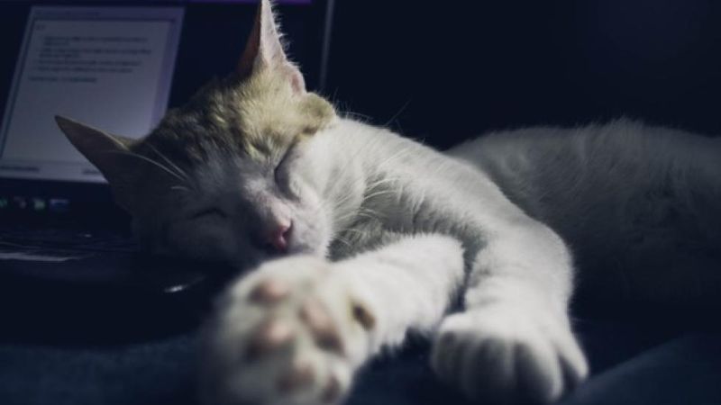 Synchronized Sleep Schedules