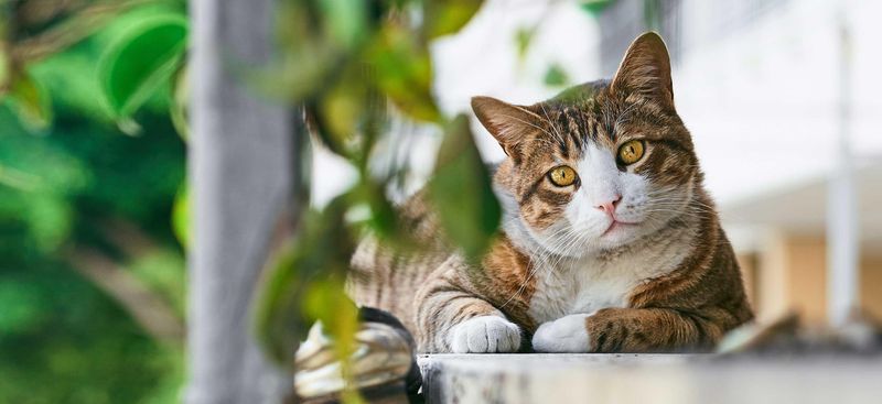 Tabby