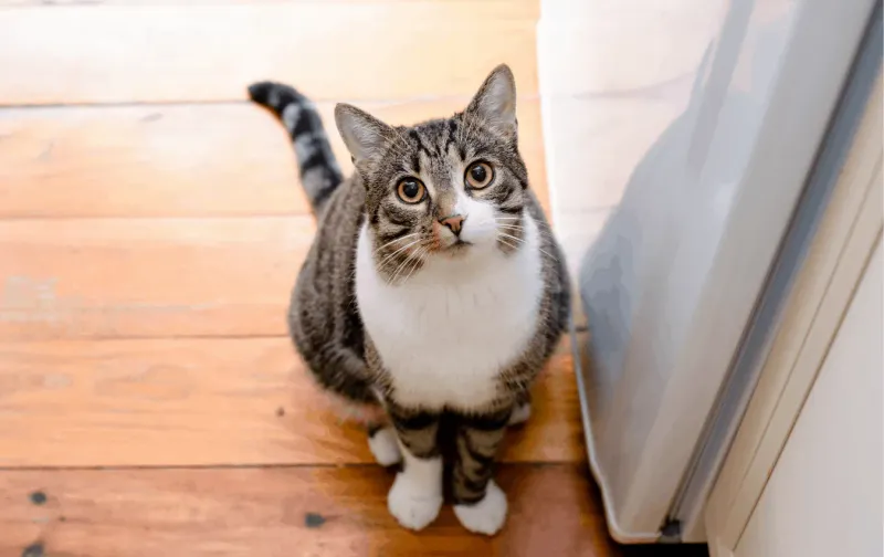 Tail Position Tells All
