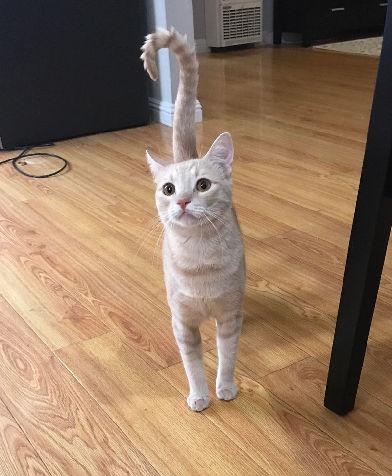 Tail Position: Upright with Slight Curve