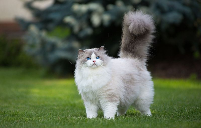 Tail Position When Greeting You