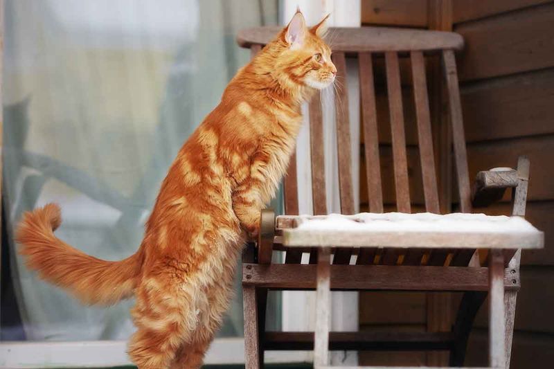 Tail Position and Movement