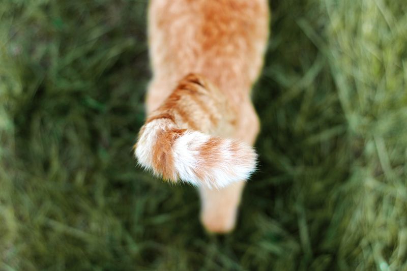 Tail Talk That Shows Trust