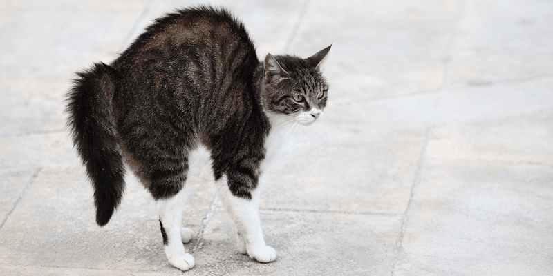 Tail Tucked Close to Body