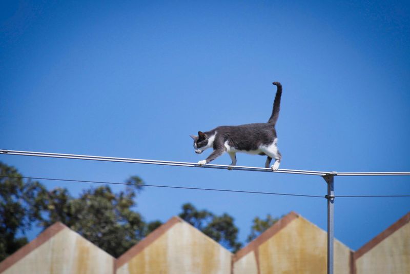 Tail as Balance Tool