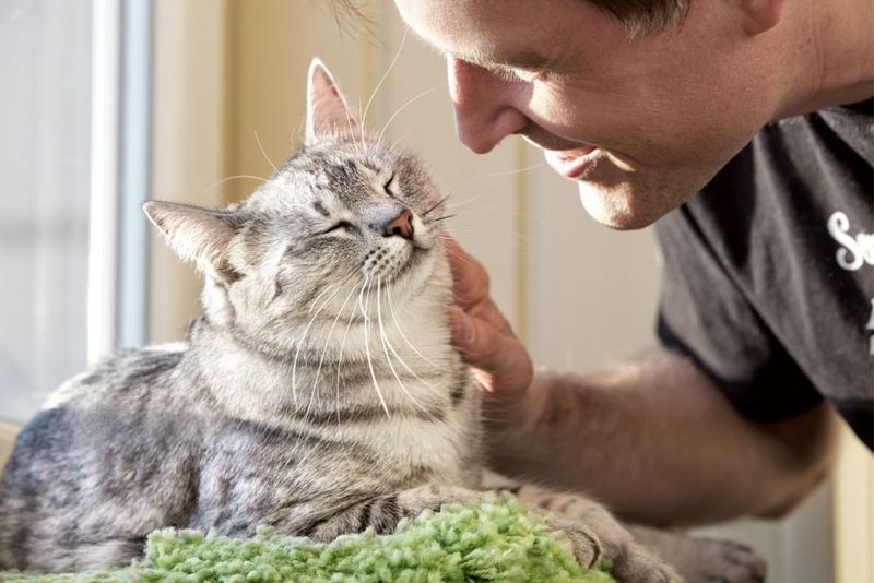 Talk to Your Cat Regularly