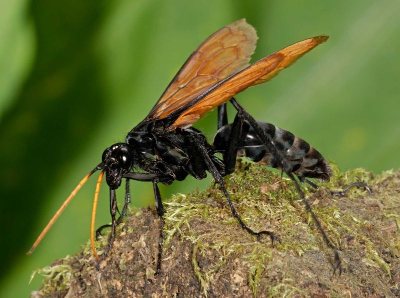 Tarantula Hawks