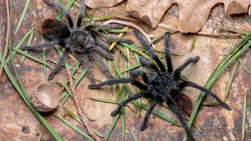 Tarantulas