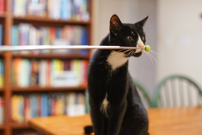 Target Training for Focus