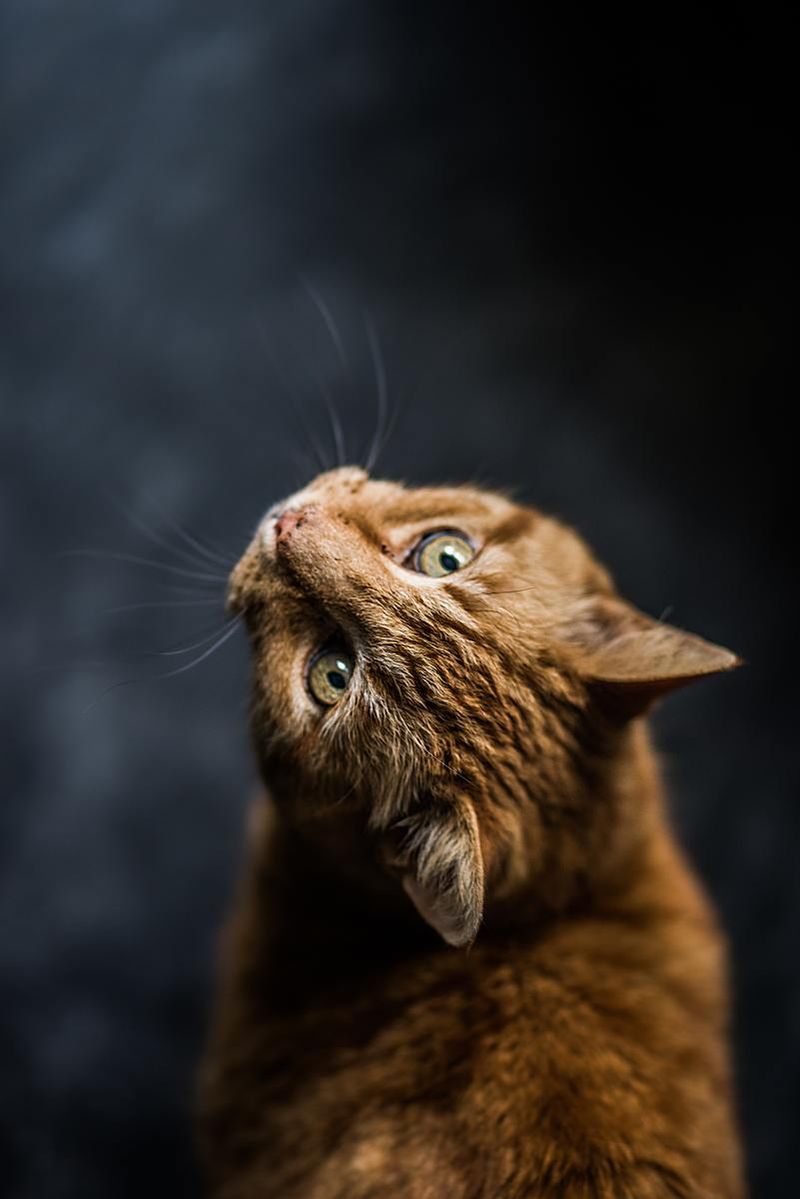Taurus Cats (April 20-May 20): The Comfort Connoisseurs