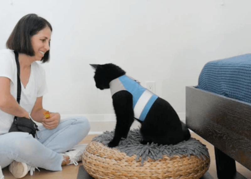 Teach Tricks With Clicker Training