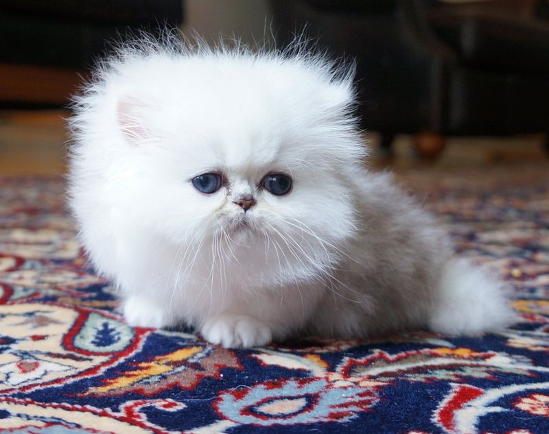 Teacup Persian
