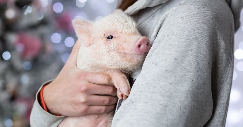 Teacup Pigs