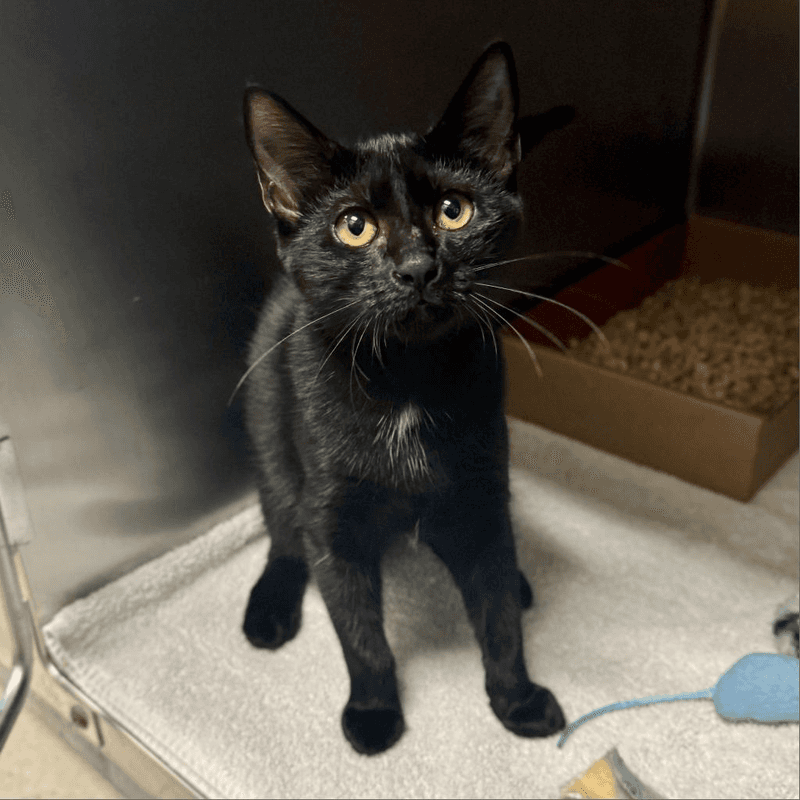 Tennessee – Shelter-adopted Cats