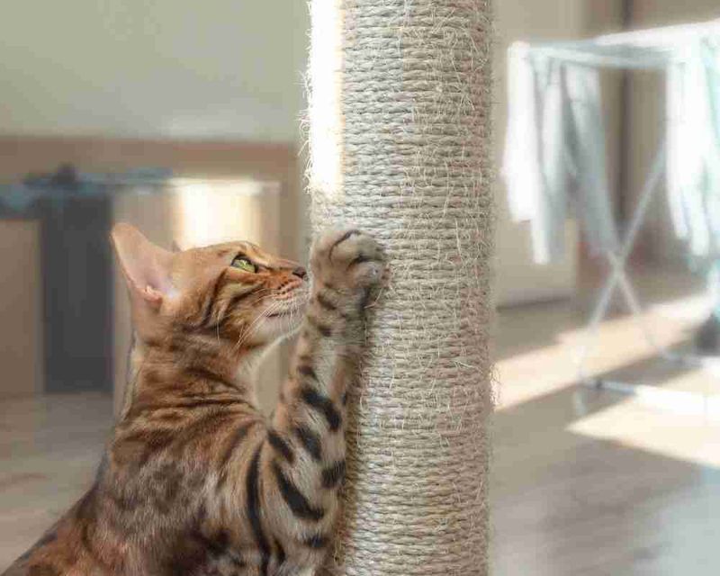 Territorial Marking Reduces