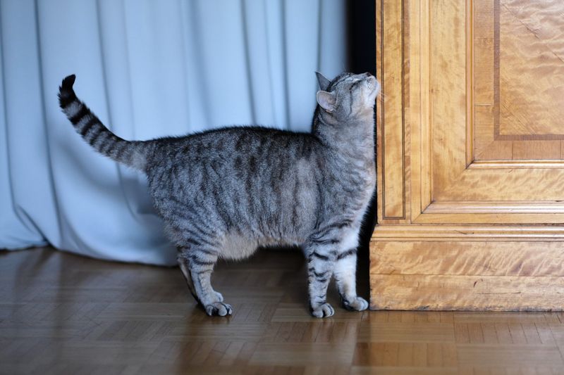 Territorial Marking
