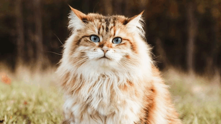 The 12 Healthiest Cat Breeds, According to a Vet