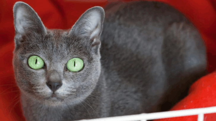 The 18 Most Loving and Low-Maintenance Cat Breeds for Indoor Living