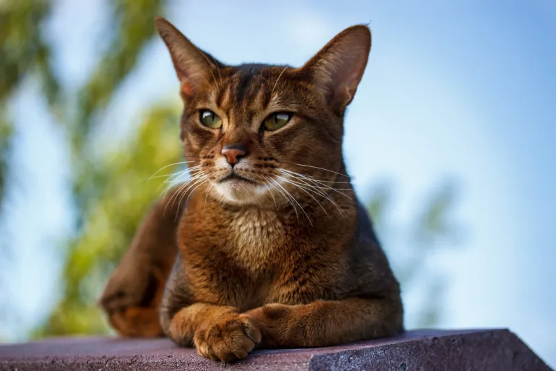 The Abyssinian Cat