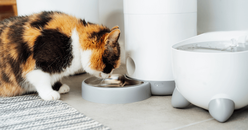 The Allure of Free Feeding