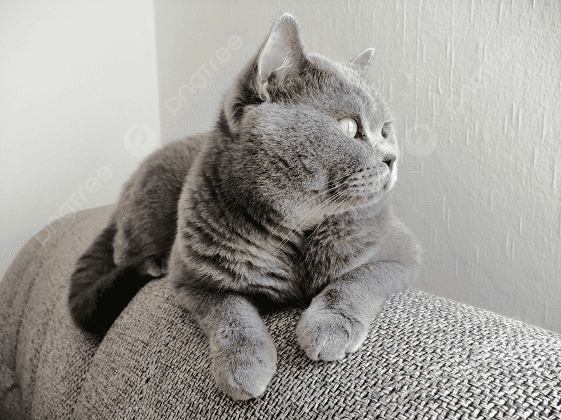 The British Shorthair