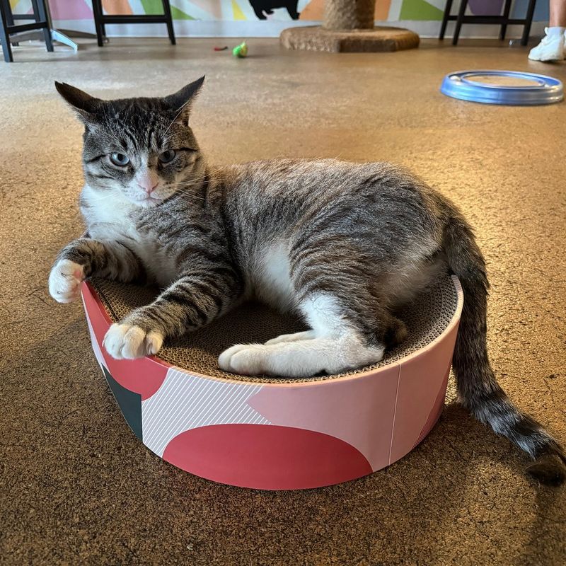 The Cat Café – San Diego, CA