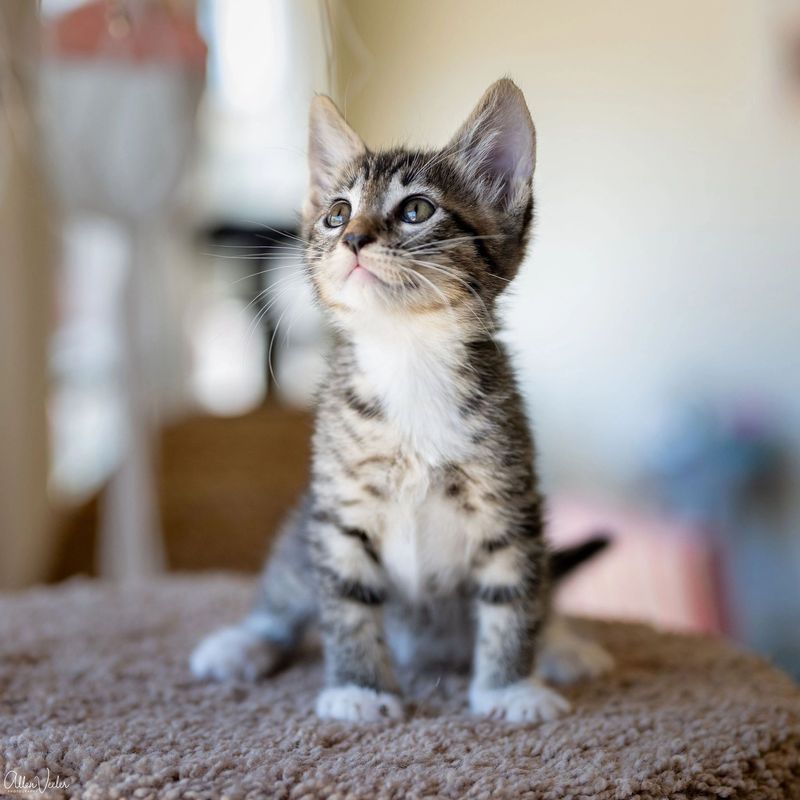 The Cat Lounge Rescue and Adoption Center – La Jolla, CA