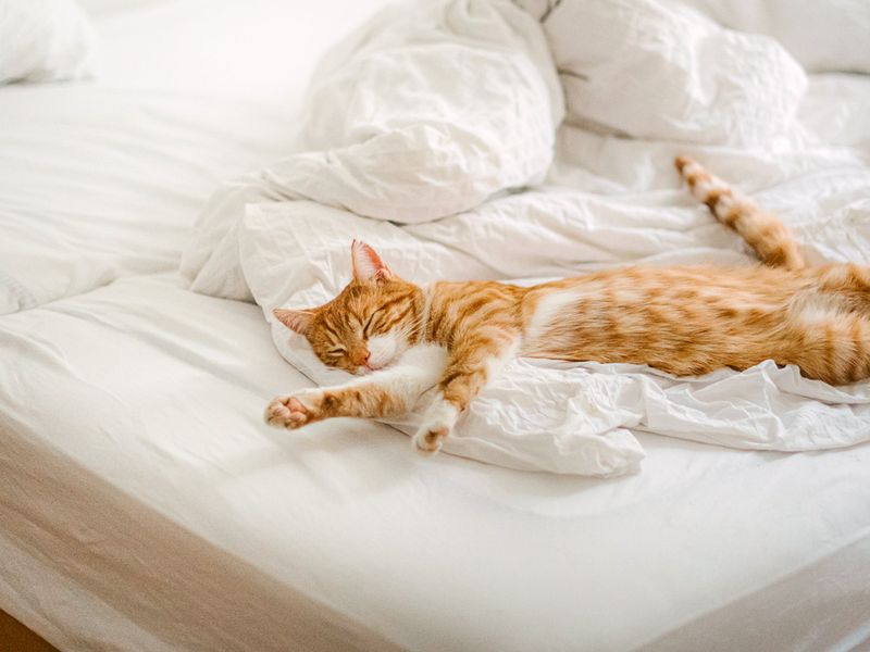 The Ceremonial Bed Takeover