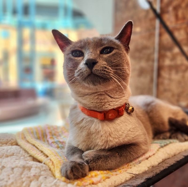 The Charming Cat Corner – Lewisville, TX