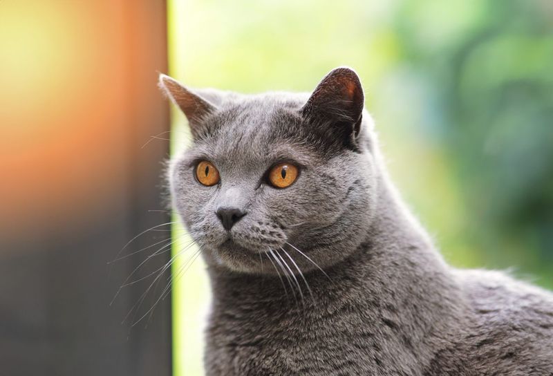 The Chartreux